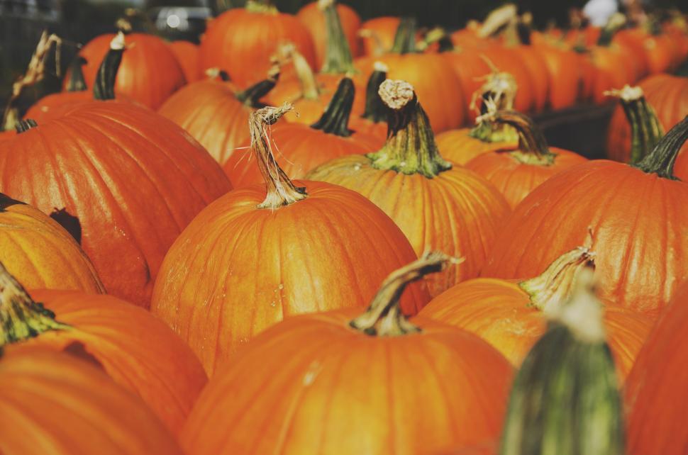 Free Image of Large Group of Pumpkins in a Field 