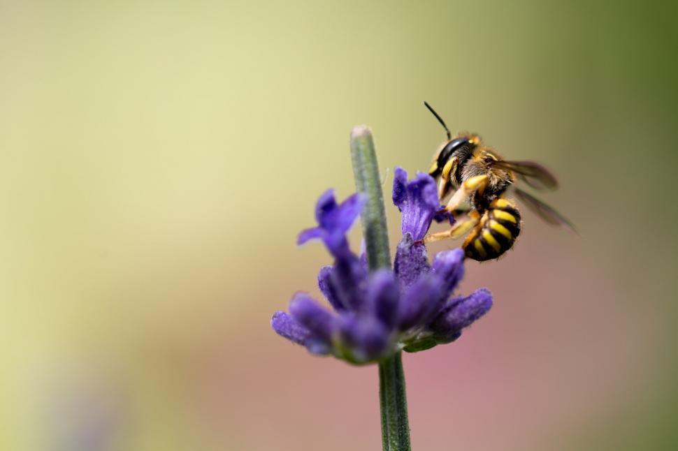 Free Image of Bee Sitting on Top of a Purple Flower 