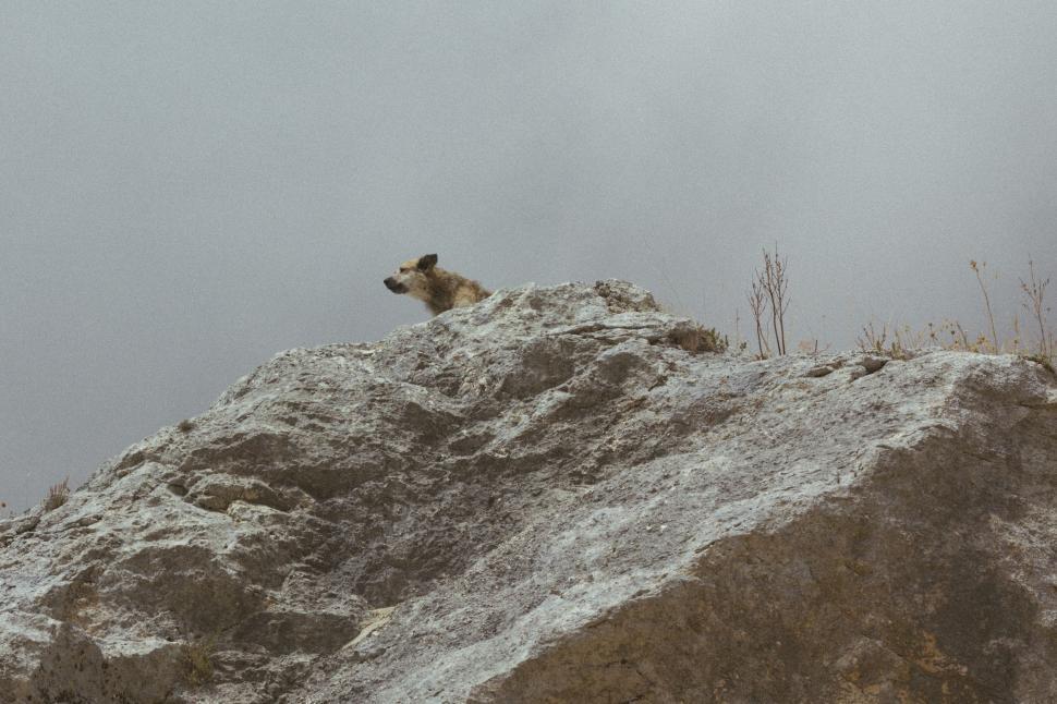 Free Image of Dog Sitting on Snow Covered Hill 