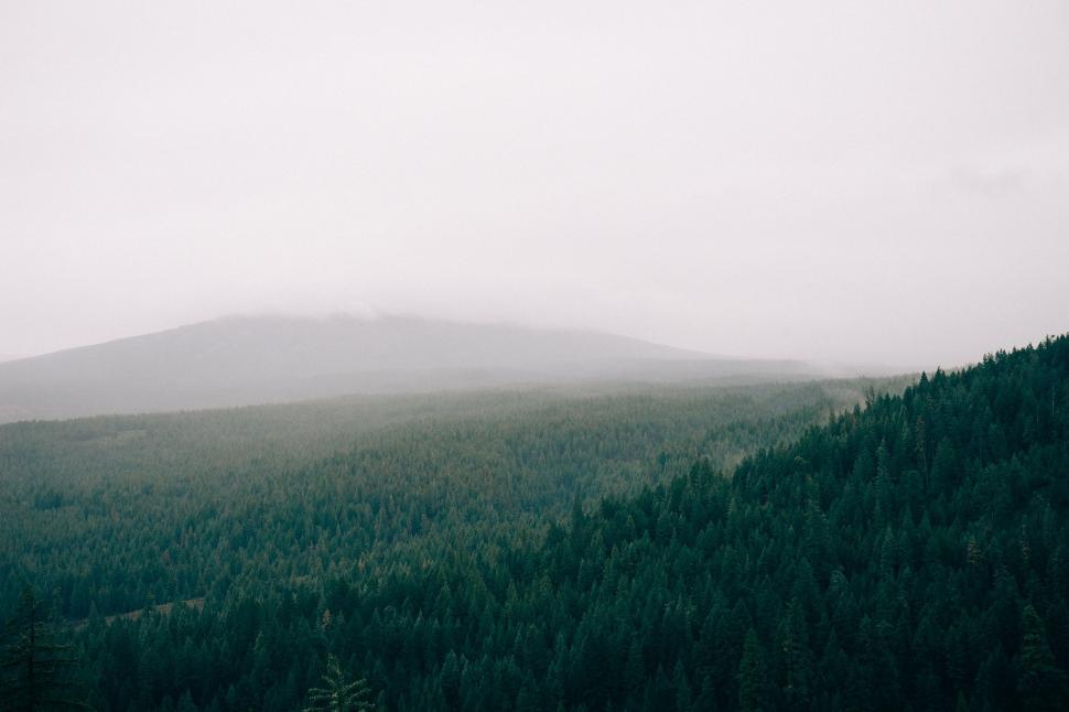 Free Image of Dense Black and White Forest 