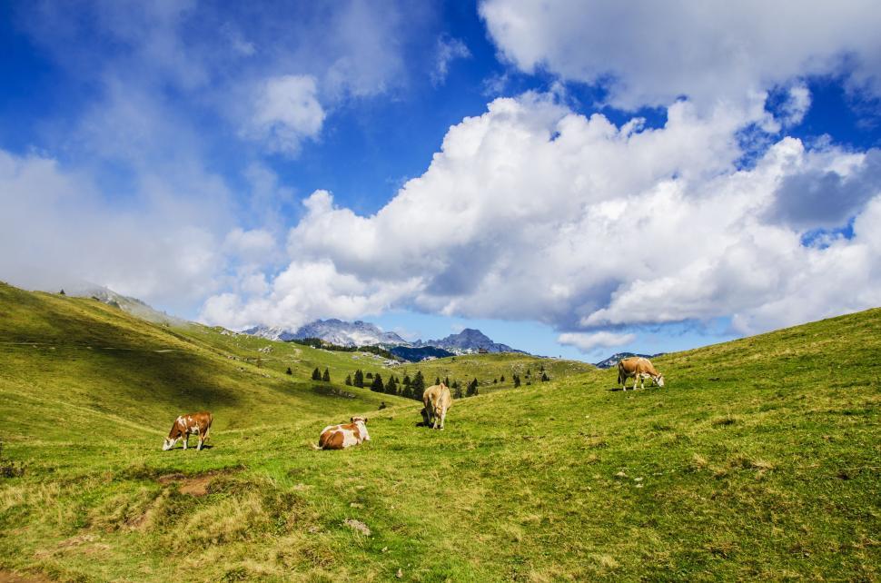 Free Image of Cattle Grazing on Lush Green Hillside 