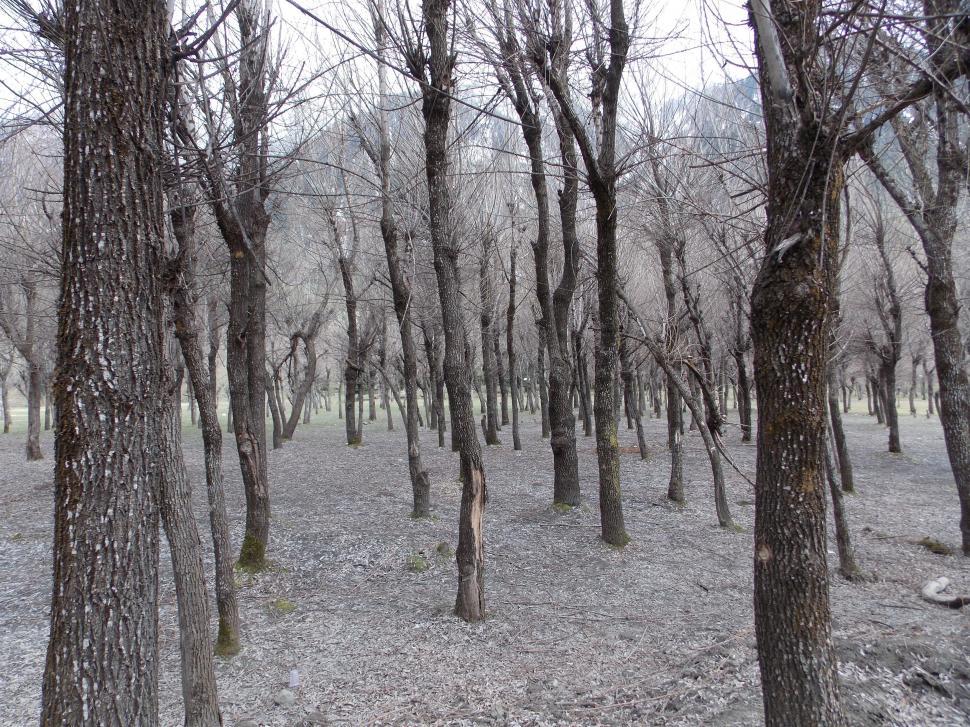 Free Image of Trees in a Dense Forest 