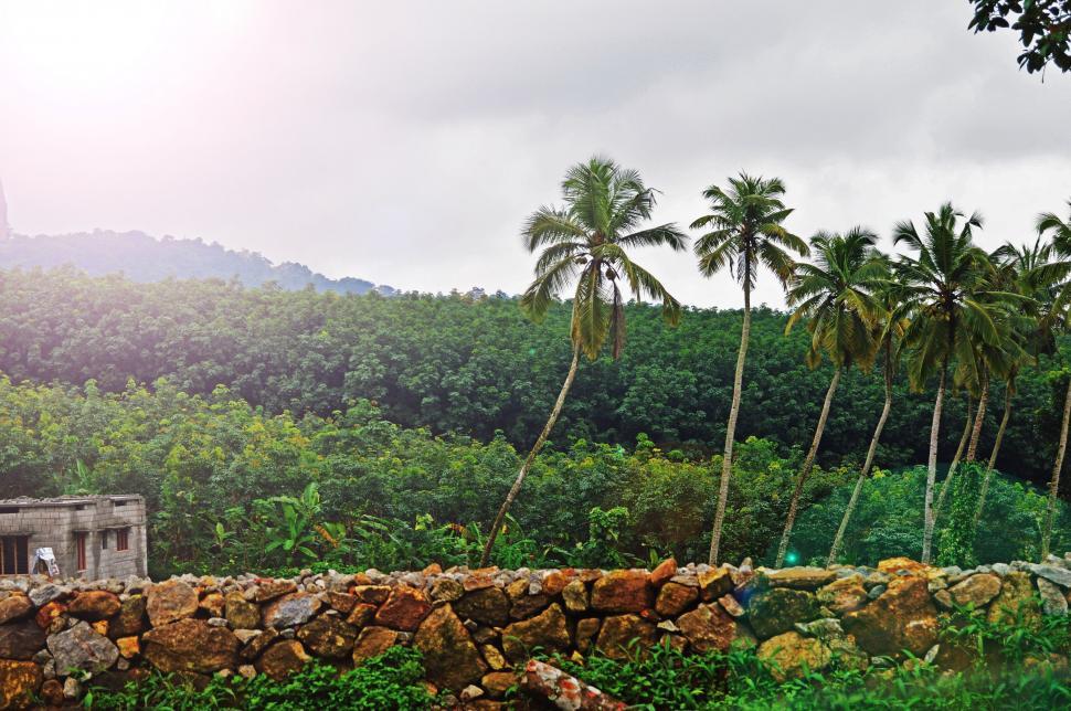 Free Image of Stone Wall in Front of Lush Green Forest 