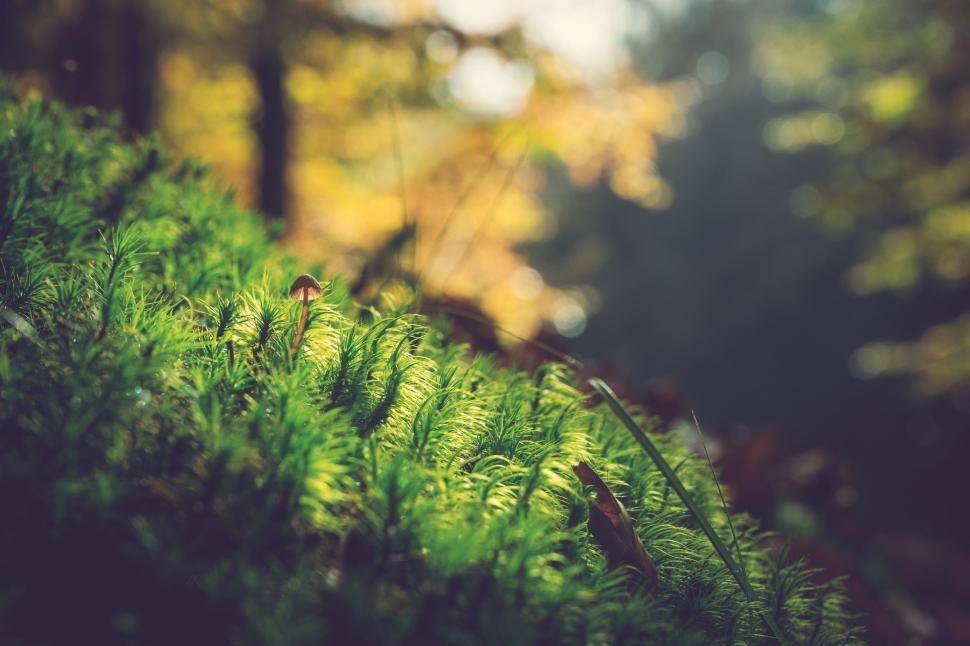 Free Image of Close Up of Green Moss on Tree 