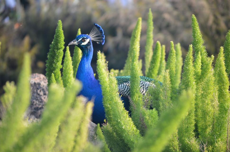 Free Image of Blue Birds Perched on Lush Green Field 