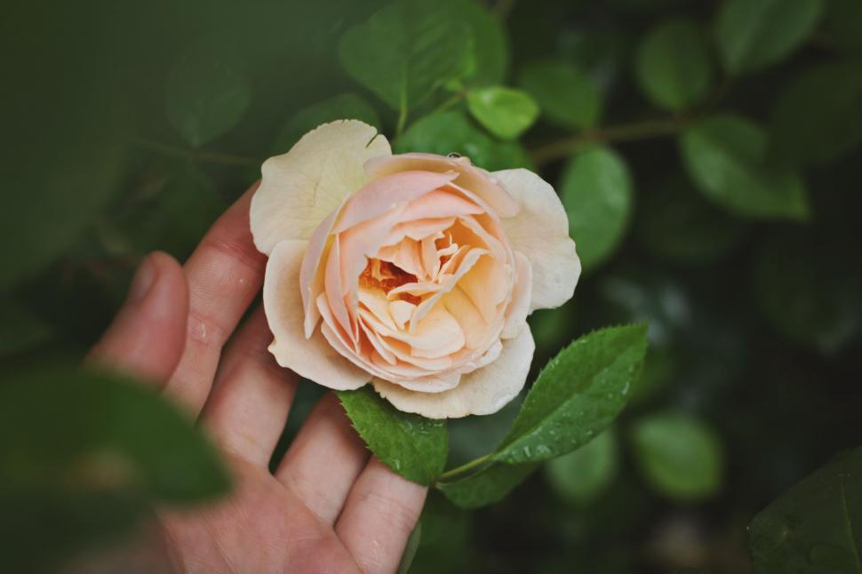 Free Image of Person Holding Flower in Hand 