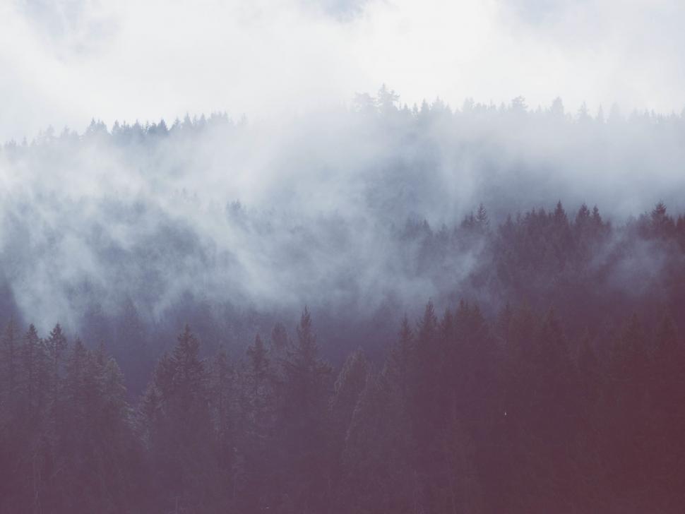 Free Image of Lush Forest Landscape With Cloudy Sky 