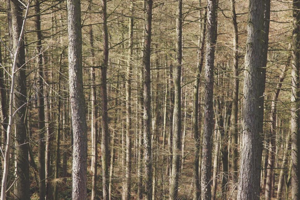 Free Image of Dense Forest With Tall Trees 