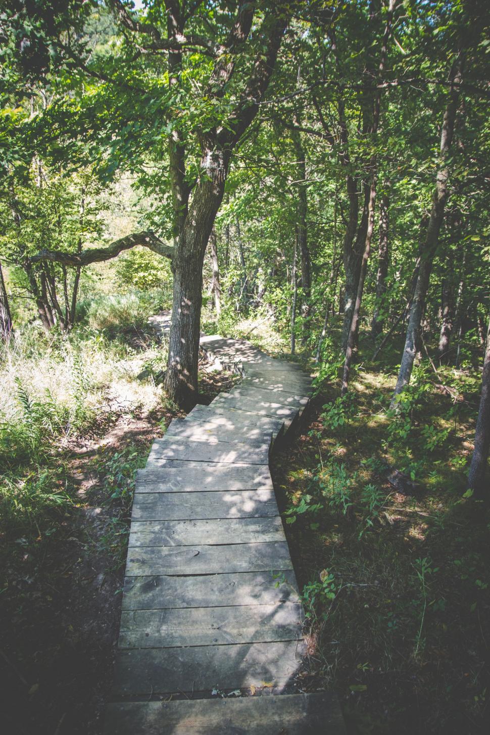 Free Image of Wooden Walkway in a Forest 