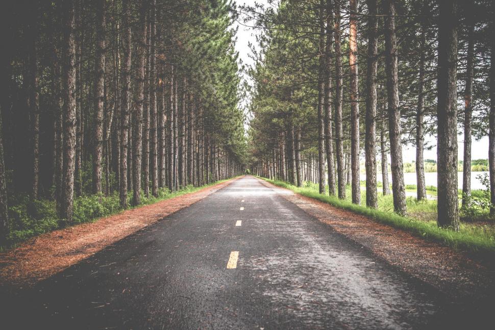 Free Image of Empty Road Cutting Through Forest 