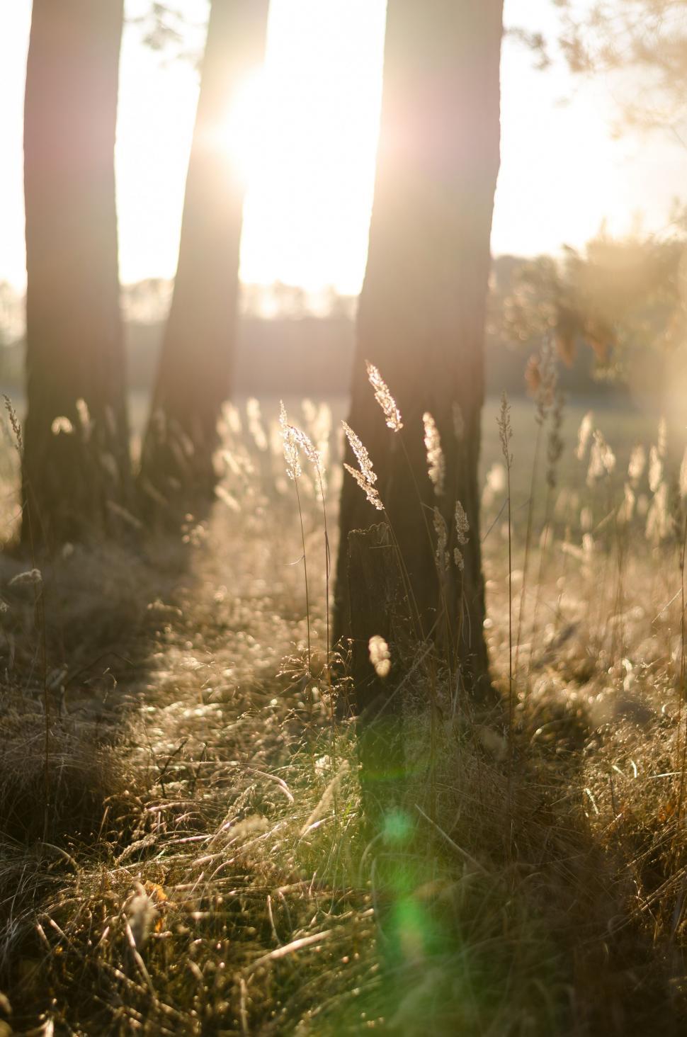 Free Image of Sun Shining Through Trees in Woods 