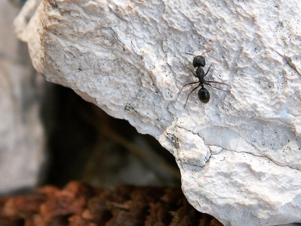 Free Image of The ant 