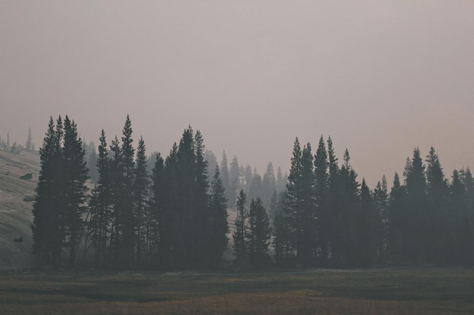 Free Image of Dense Black and White Forest Landscape 