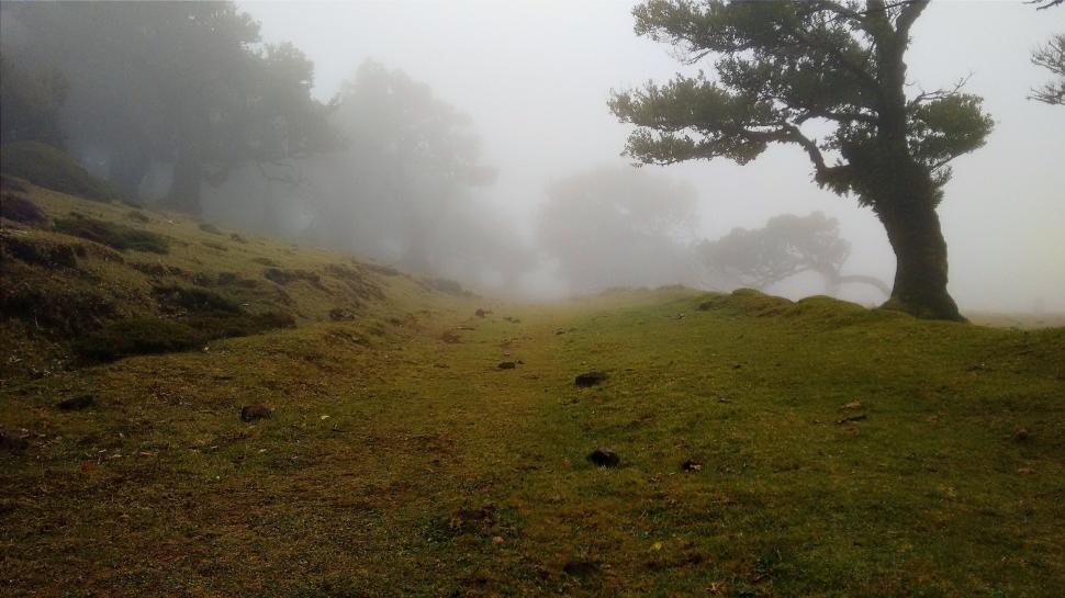 Free Image of Foggy Field With Lone Tree 