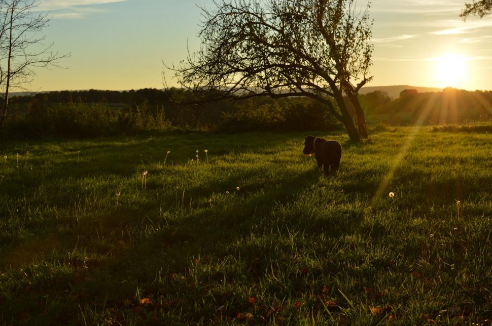 Free Image of Cow Standing in Lush Green Field 