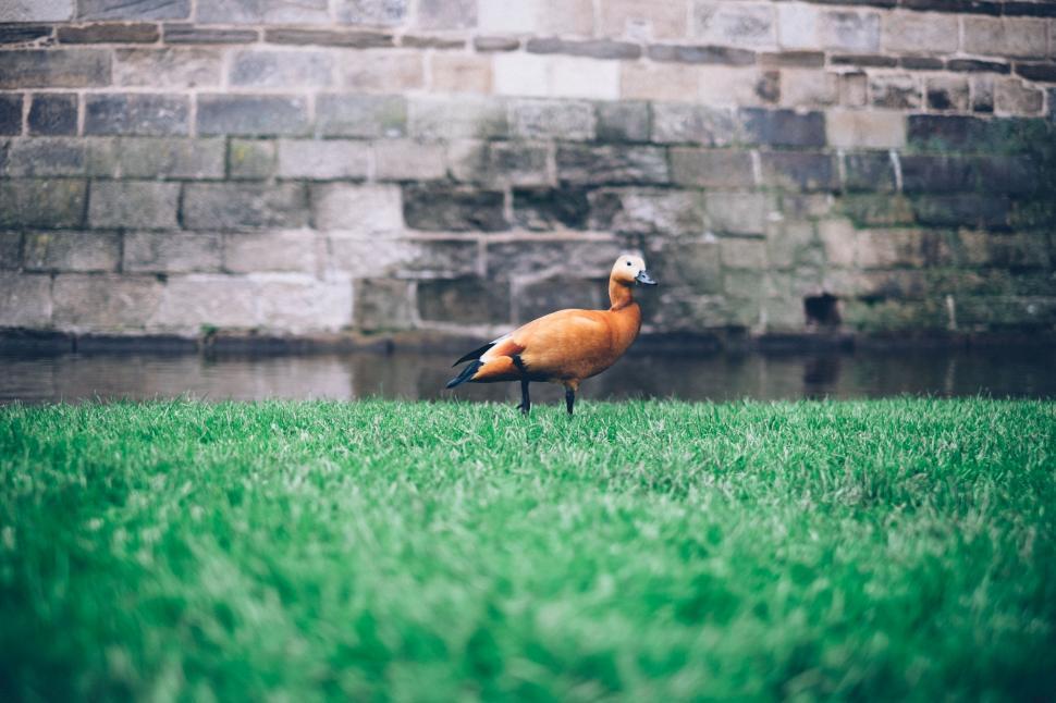 Free Image of Bird Standing on Top of Lush Green Field 