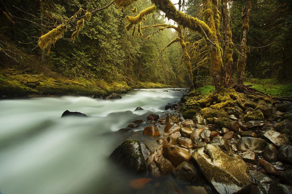 Free Image of River Flowing Through Lush Green Forest 