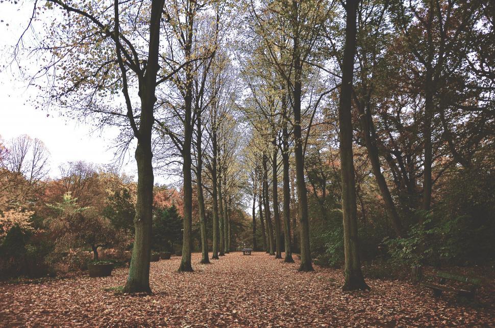 Free Image of Lush Forest Filled With Leafy Trees 