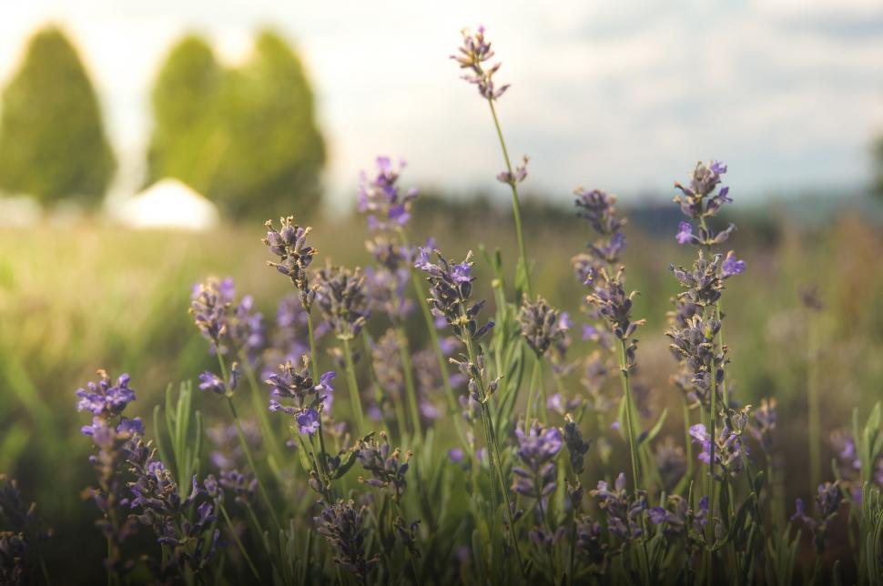 Free Image of Lavender Flowers Blooming in a Field 