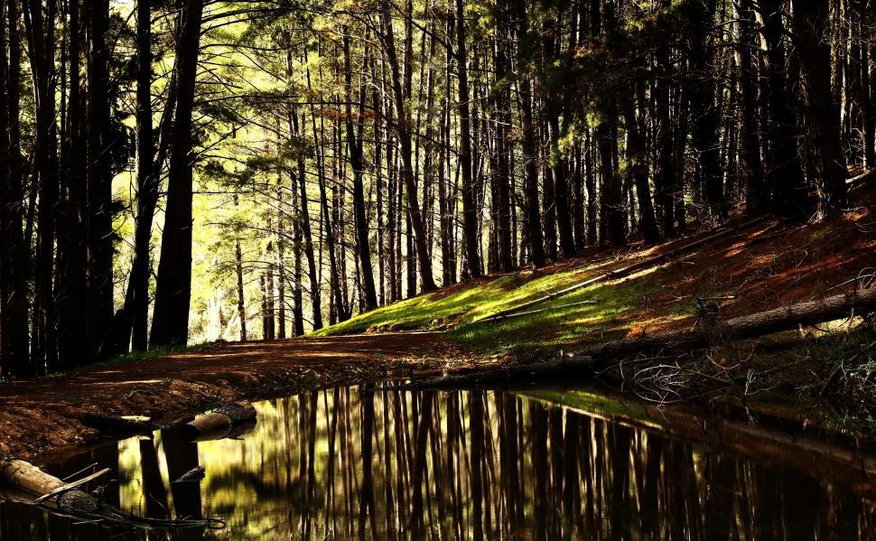 Free Image of Dense Forest With Abundant Trees and Water 