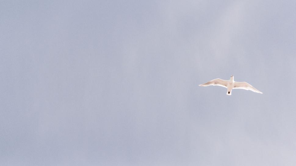 Free Image of Plane Flying in the Sky on a Cloudy Day 