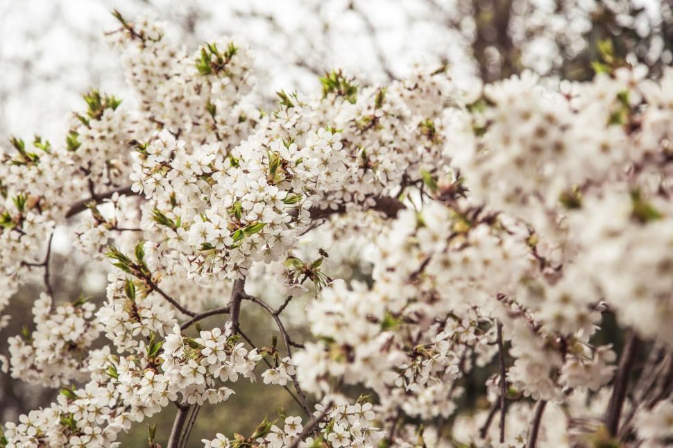 Free Image of Tree Bursting With White Flowers 