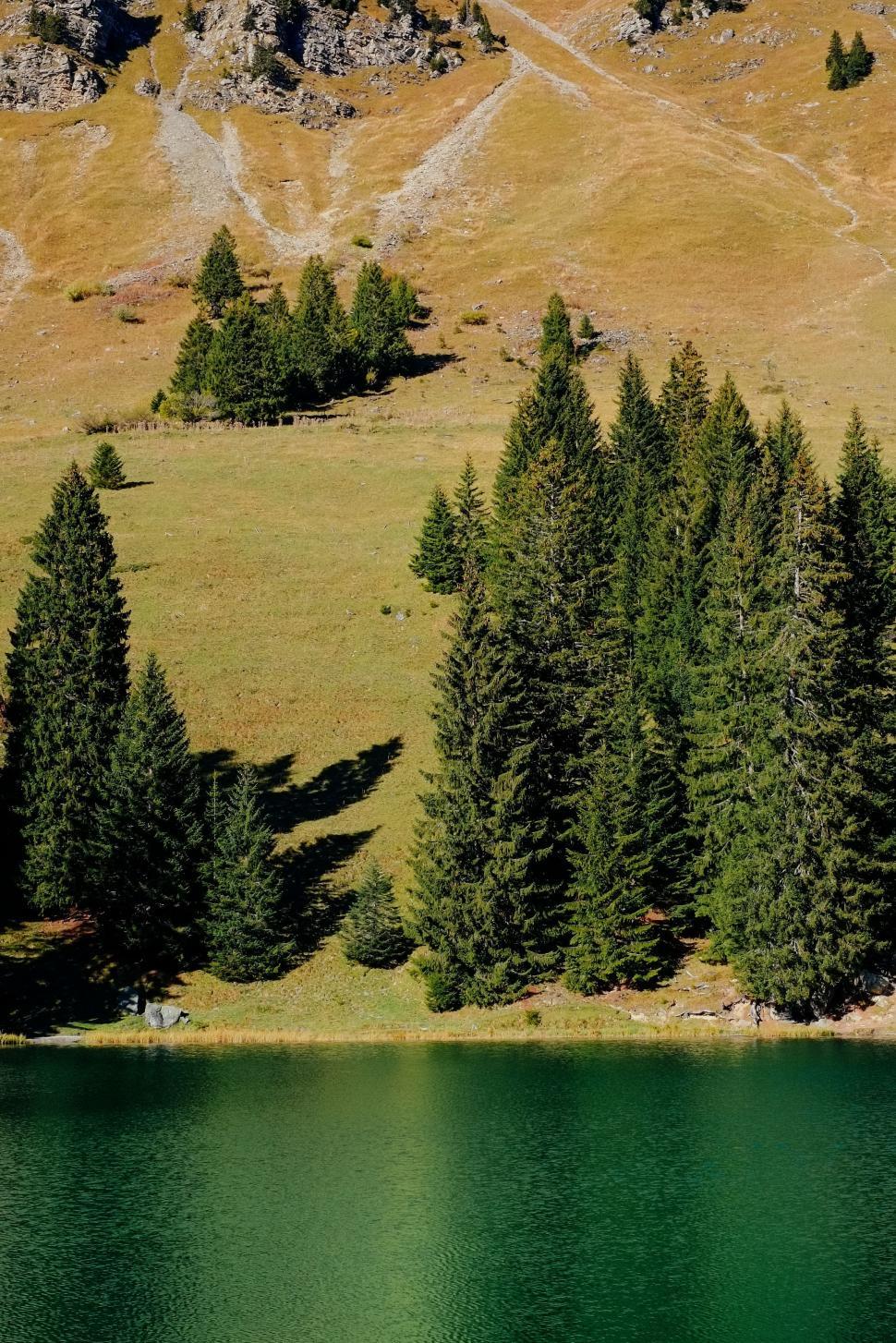 Free Image of Trees Alongside Lake Shore 