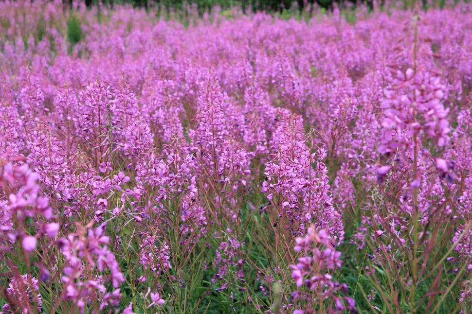 Free Image of Field Full of Purple Flowers With Trees in the Background 