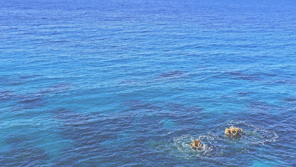 Free Image of Two Dogs Swimming in the Ocean 