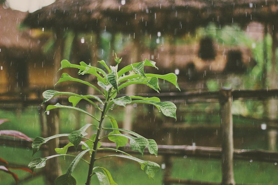 Free Image of Small Green Plant in Wooden Fenced Area 