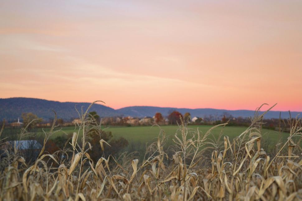Free Image of Corn Field at Sunset 