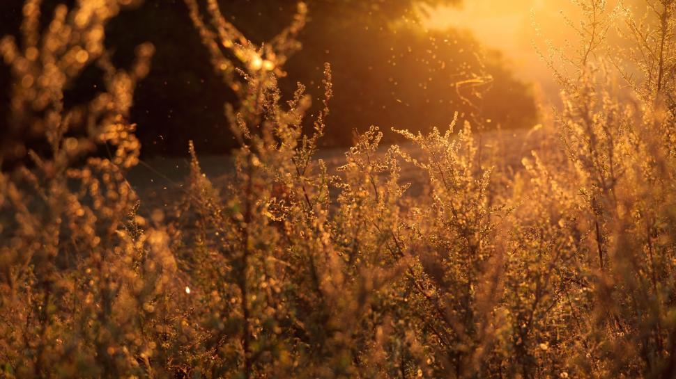 Free Image of Sun Shining Through Tall Grass 