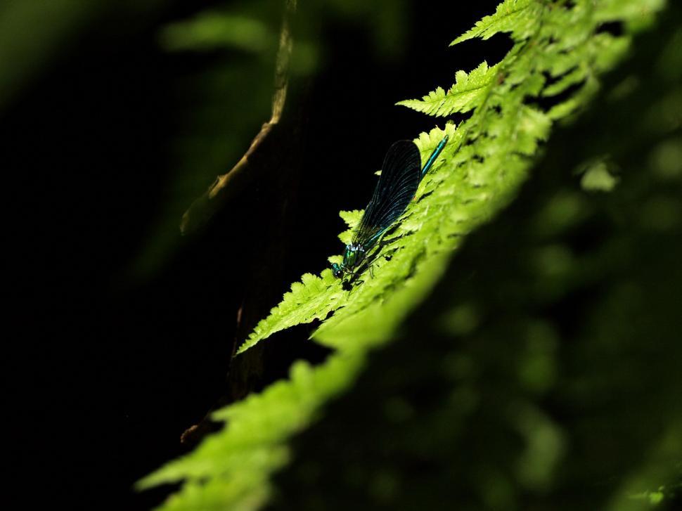 Free Image of Lush Green Plant With Abundant Leaves Close-up 