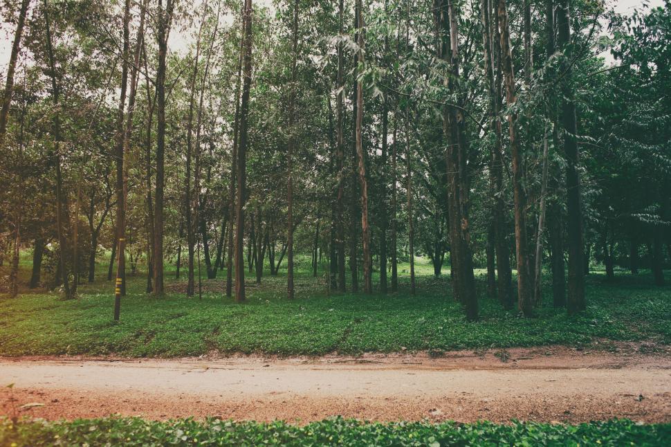 Free Image of Dirt Road Cutting Through Forest 