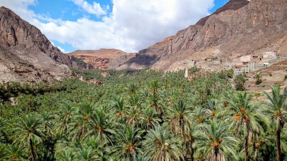 Free Image of Palm Trees and Mountain Landscape 