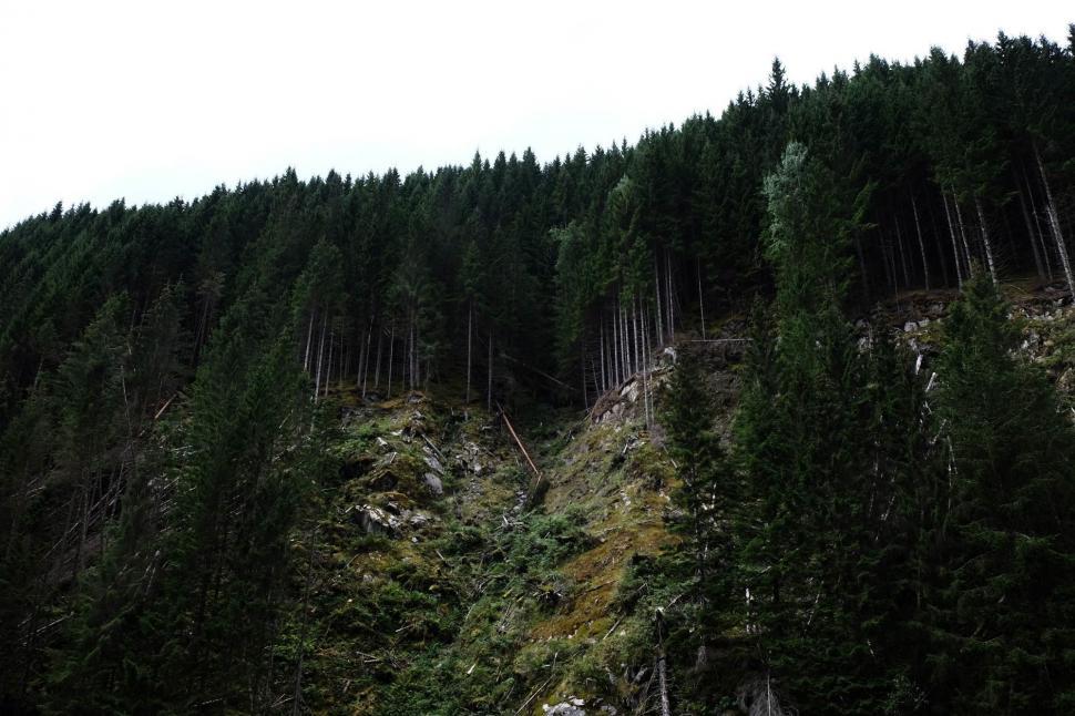 Free Image of Group of Trees Next to Hill 