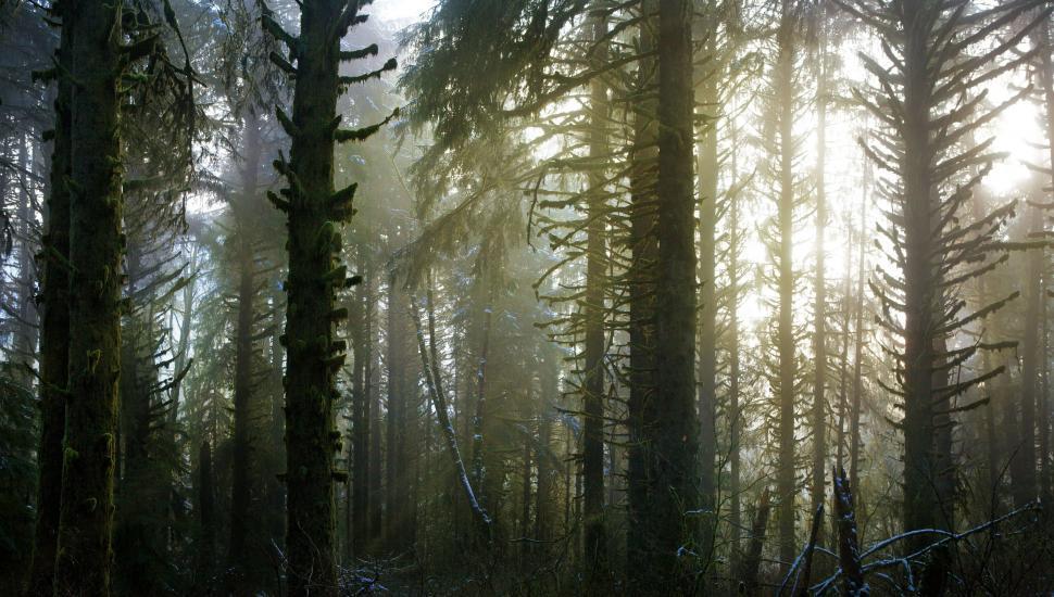 Free Image of Lush Forest With Tall Trees 