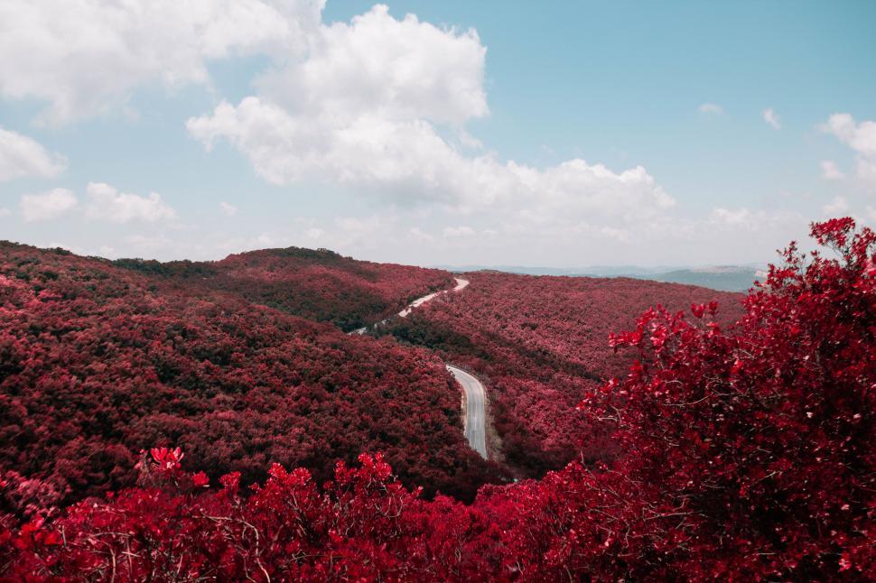 Free Image of Road Winding Through Lush Green Forest 