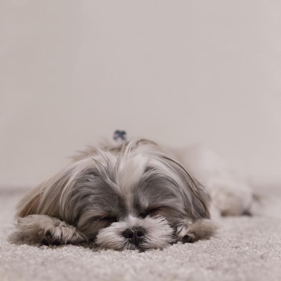 Free Image of Dog Laying on the Floor 