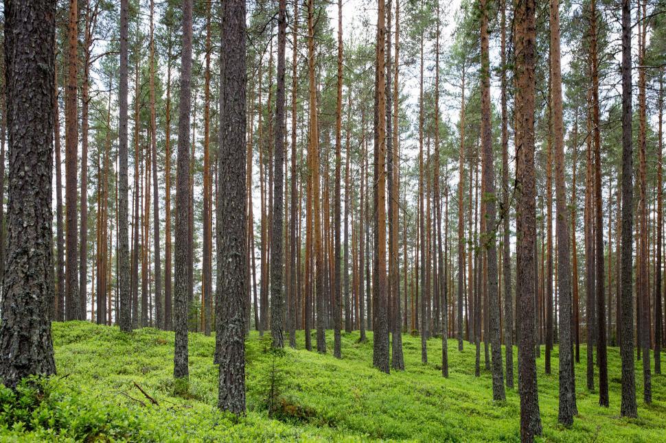 Free Image of Towering Trees in Lush Forest 