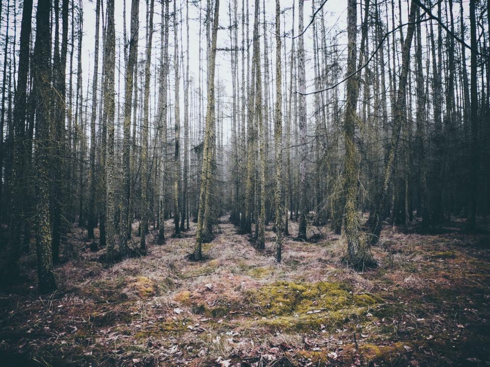 Free Image of Dense Forest With Tall Trees 