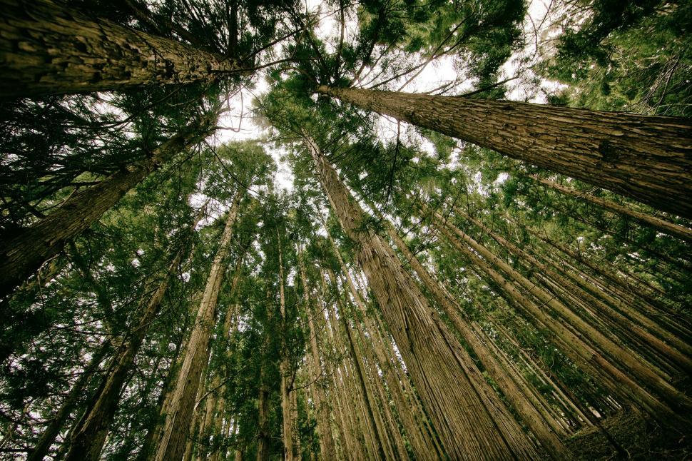 Free Image of Looking Up at Tall Trees in a Forest 