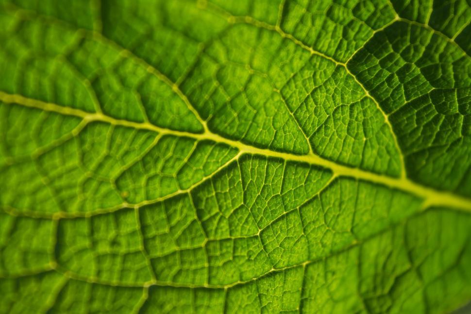 Free Image of Close Up View of a Green Leaf 