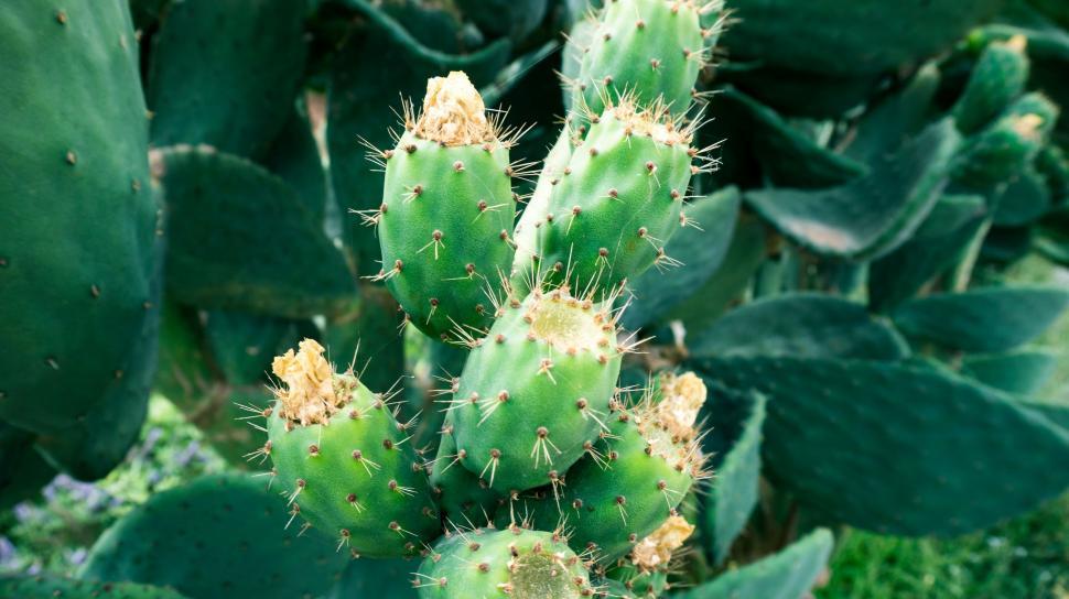 Free Image of Close Up of a Green Cactus Plant 