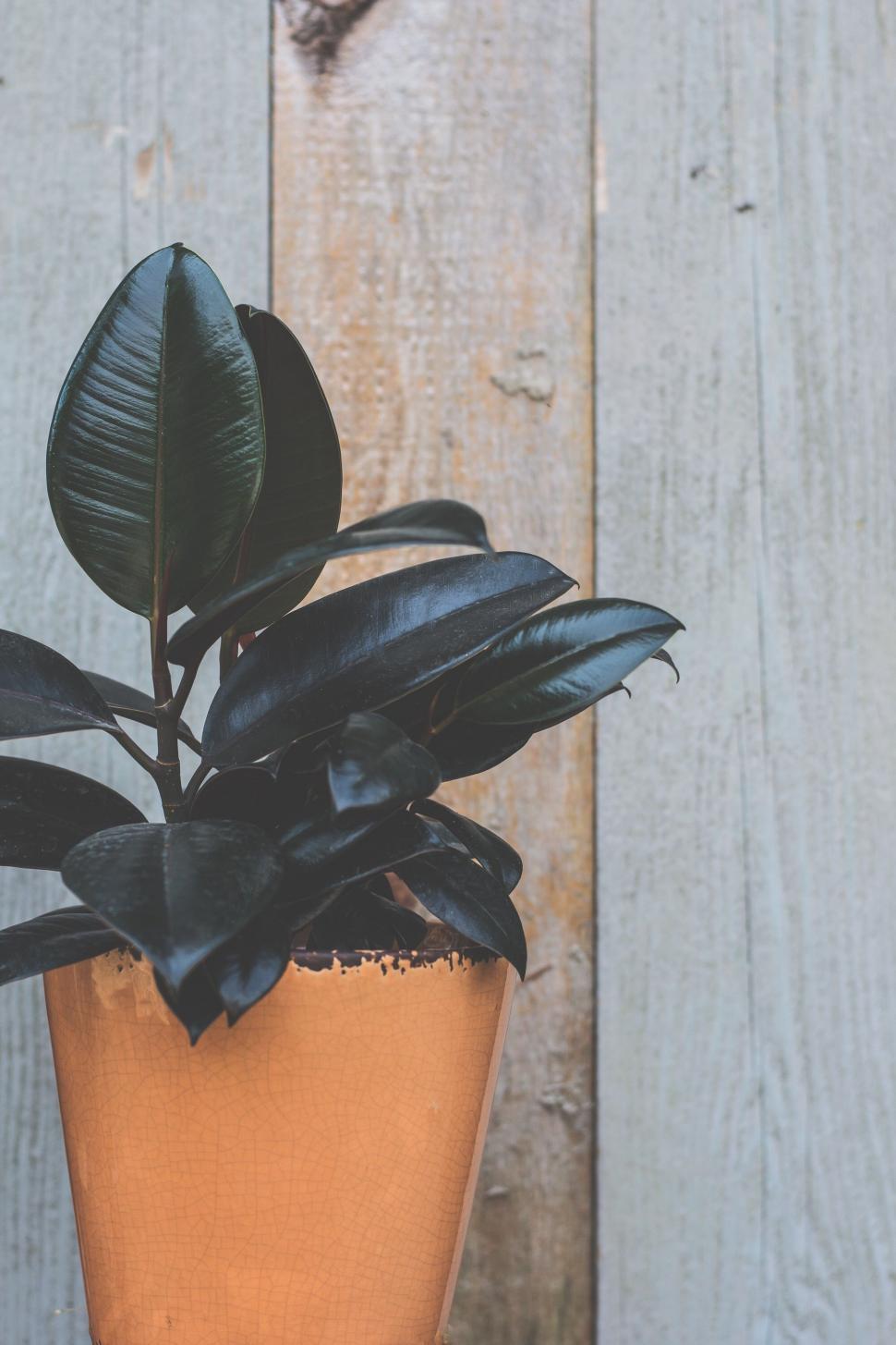 Free Image of Potted Plant on Wooden Table 