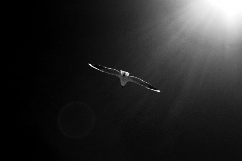 Free Image of Bird Flying in Night Sky 