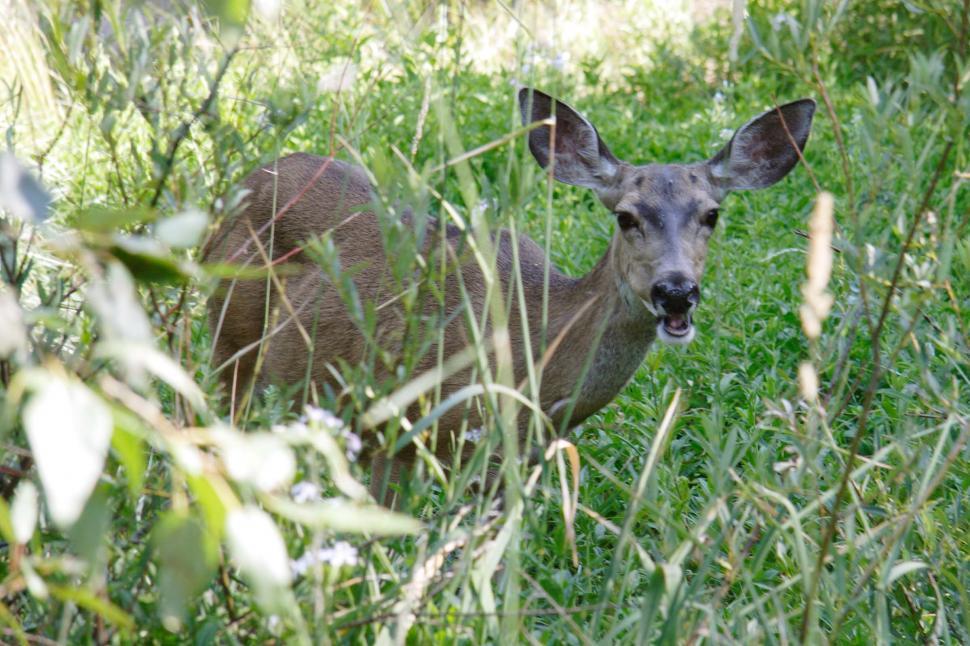 Free Image of Deer in the forest 
