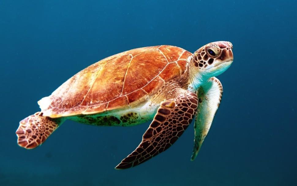 Free Image of Green Turtle Swimming in the Ocean 