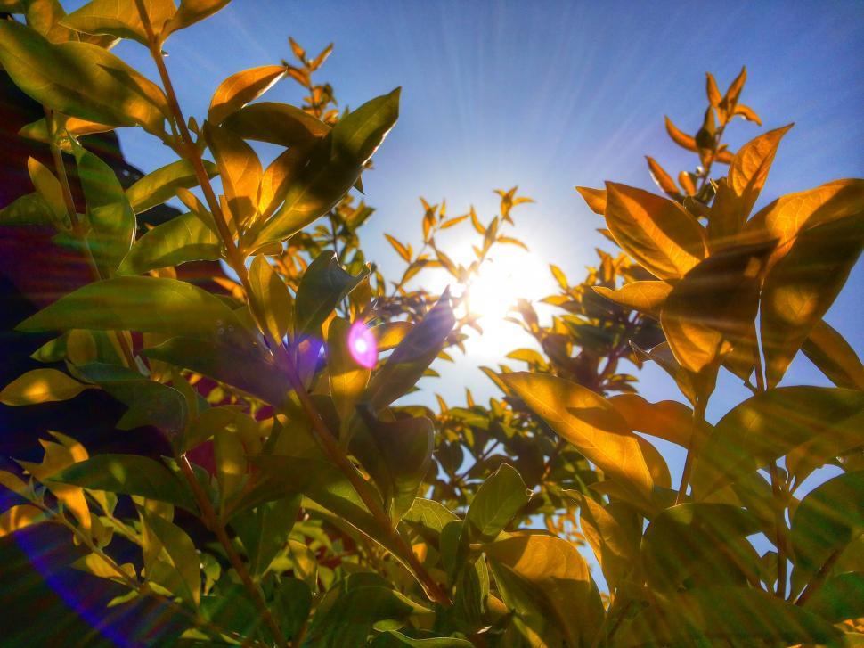 Free Image of Sun Shining Brightly Through Tree Leaves 