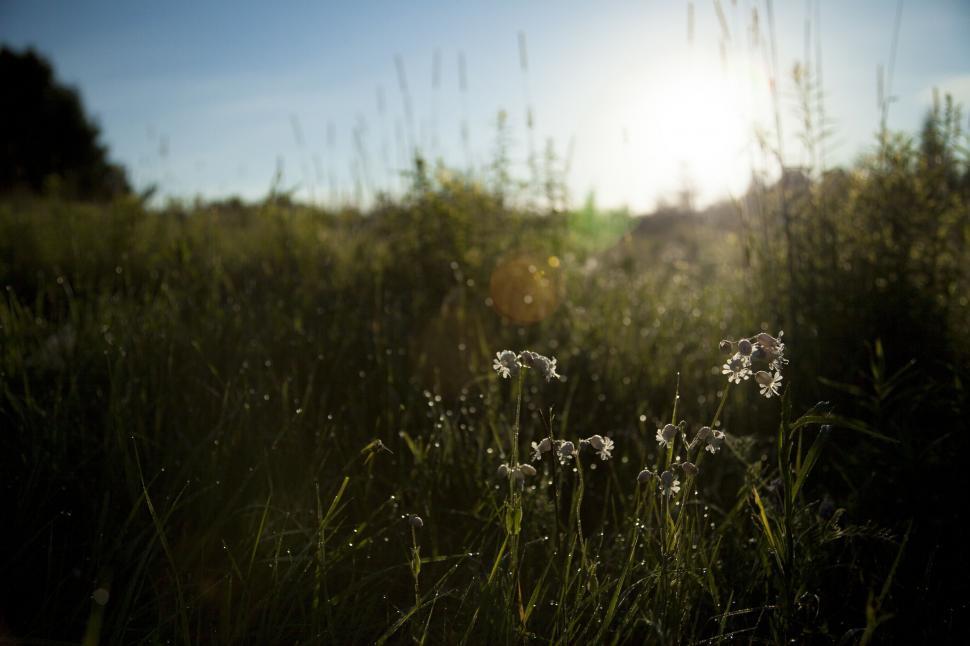 Free Image of Sun Shining Through Trees and Grass 